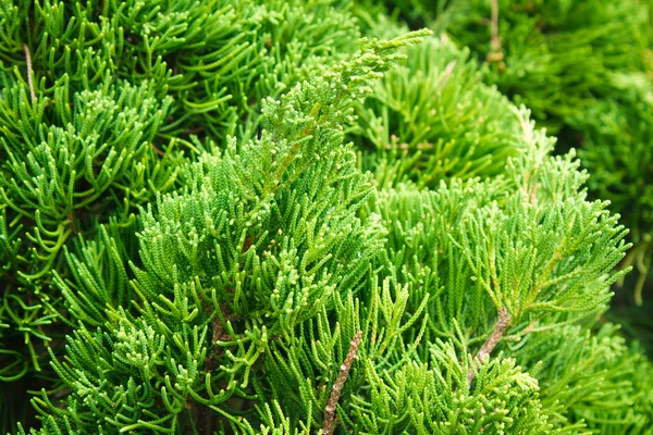Zelené větve borovice — Stock fotografie