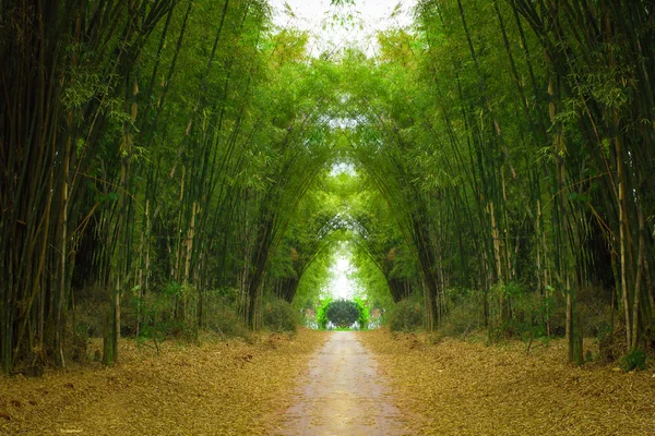 Bambu orman yolu