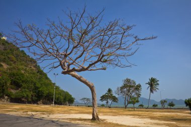 tek başına duran ağaç şube