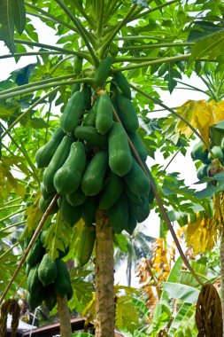 ağaç üzerinde asılı papaya demet