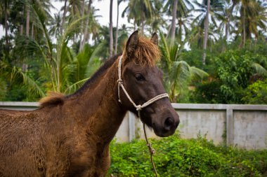 cüce at bahçe içinde