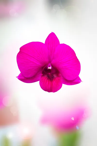 Pink orchid. — Stockfoto