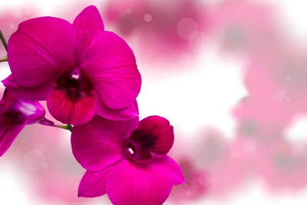 pembe orkide.