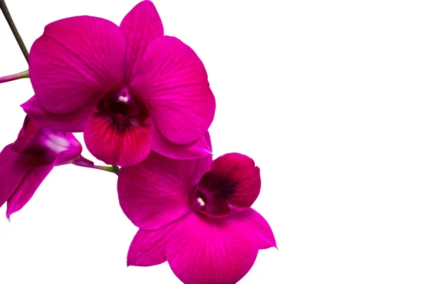 Pink Orchids isolated on white — Stock Photo, Image