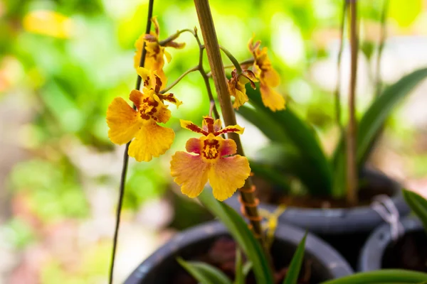 Orquídea Dama Bailarina (Oncidium Varicosum ) — Foto de Stock