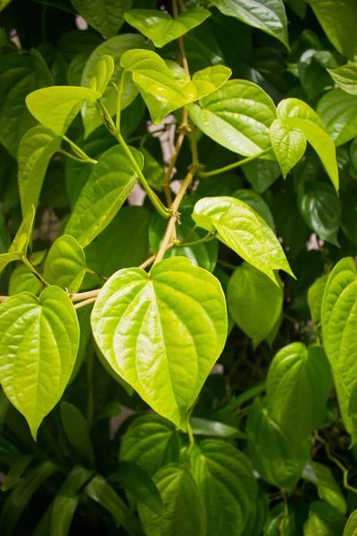 Branch of betel leaf — Stock Photo, Image