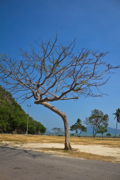 Tek başına duran ağaç şube — Stok fotoğraf