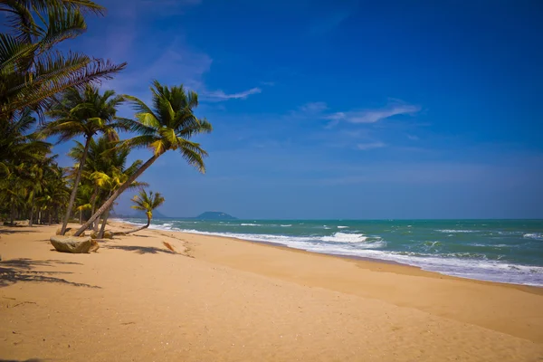 Tropical Beach with Coconut Palm Trees — Stock Photo, Image