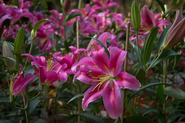 Beautiful pink flowers in gaeden — Stock Photo, Image