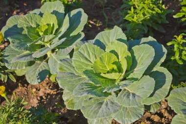 sebze bahçesinde yetiştirilen rainbow sprey ile taze lahana.