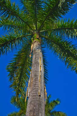palmiye ağacı üzerinde mavi arka plan.