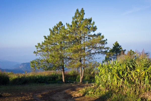 Bergen en bomen landschap in Noord-thailand — Stockfoto