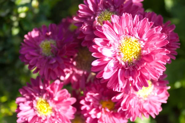 Rosa blommor i trädgården. — Stockfoto