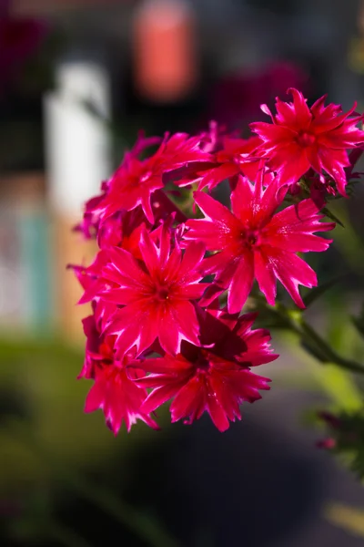 Röda blommor i trädgården. — Stockfoto