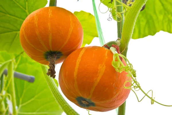 Fresh orange pumpkin in the greenhouse. — Stock Photo, Image