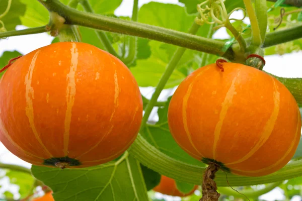 Fresh orange pumpkin in the greenhouse. — Stock Photo, Image