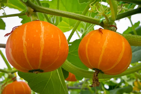 Fresh orange pumpkin in the greenhouse. — Stock Photo, Image