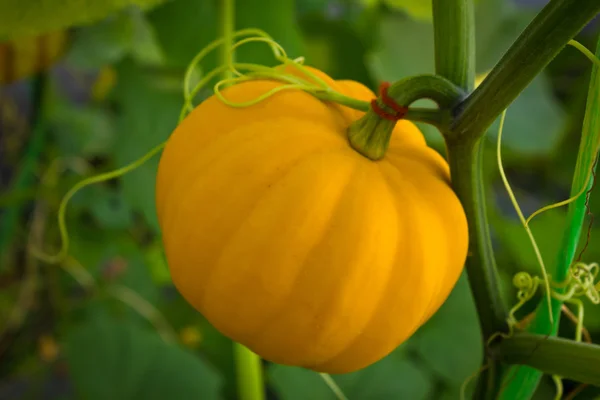 Zucca d'arancia fresca in serra . — Foto Stock