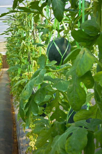 Watermelon hanging on branch in greenhouse. — Stock Photo, Image