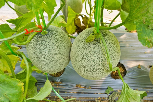 Meloen op de wijnstok in moestuin. — Stockfoto