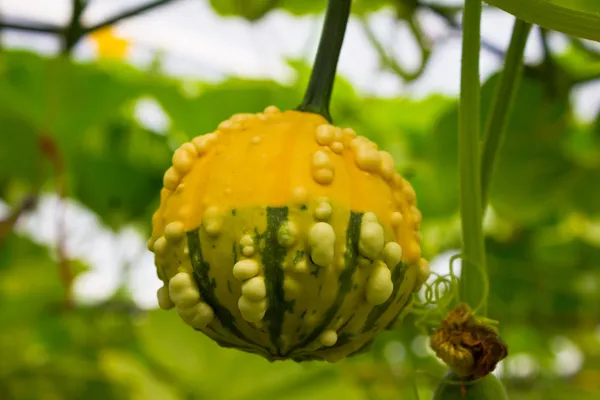 Étrange citrouille suspendue à une branche . — Photo