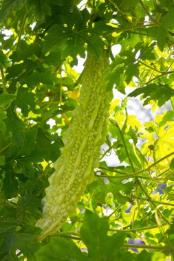 Balsam apple üzerinde bir asma bahçe büyüyen.