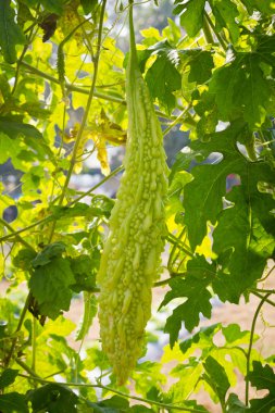 Balsam apple üzerinde bir asma bahçe büyüyen.