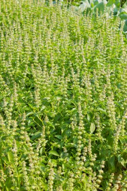 Yeşil kutsal fesleğen çiçeği.