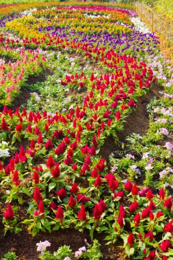 celosia çiçek alanı.