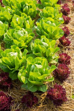 taze marul salatası.