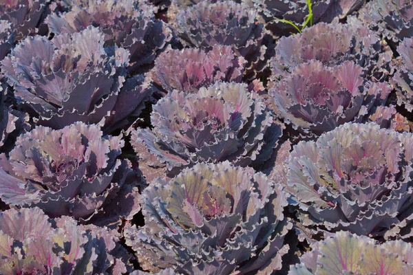 Пурпурная капуста Осаки — стоковое фото