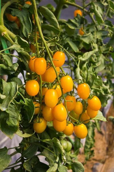 Gele tomaten groeien op de takken — Stockfoto