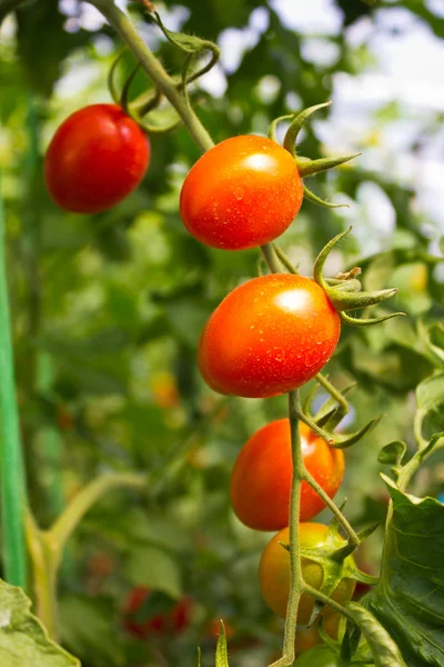 Спелые помидоры черри готовы к сбору . — стоковое фото