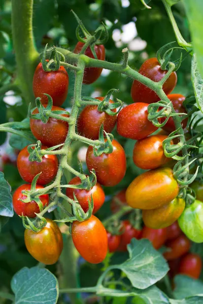 Rijpe cherry tomaten klaar voor picken. — Stockfoto