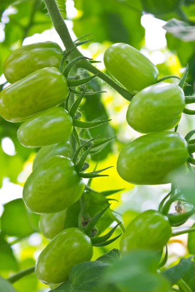 Green tomatoes growing on the branches — Stock Photo, Image