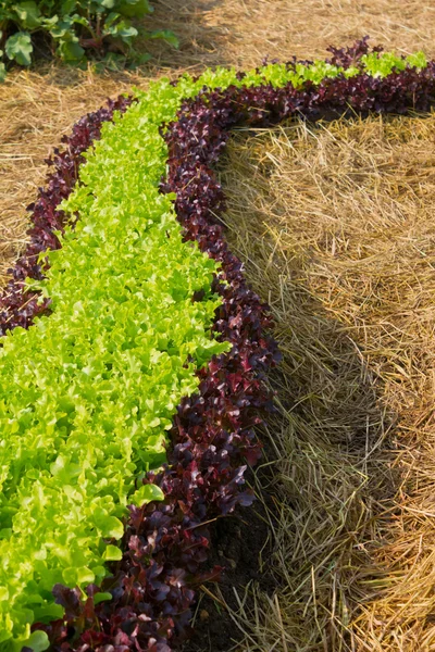 Ensalada de verduras frescas. —  Fotos de Stock