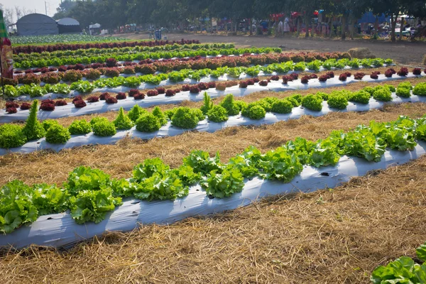 Plantação de alface fresca . — Fotografia de Stock