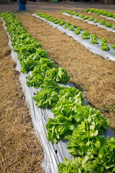 Plantação de alface fresca . — Fotografia de Stock