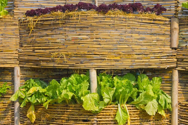 Bamboo basket for decoration in the garden. — Stock Photo, Image