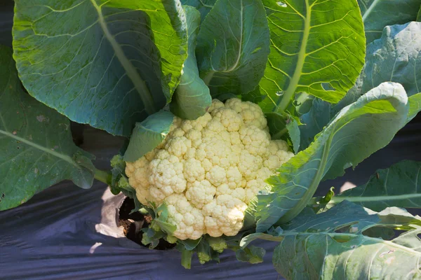 Свіжа цвітна капуста в овочевому саду . — стокове фото