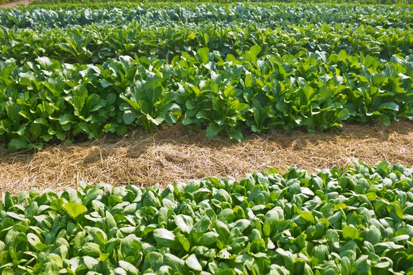 Chinese kale vegetable growing in garden ready for harvest. — Stock Photo, Image