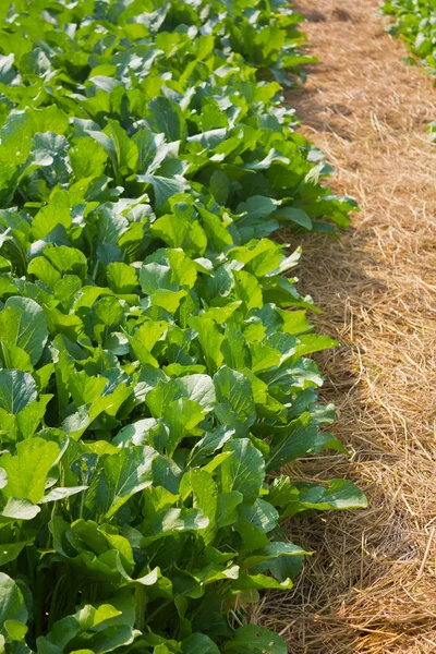 Chinese kale vegetable growing in garden ready for harvest. — Stock Photo, Image