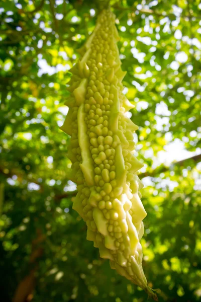 Balsam apple growing on a vine in garden. — Stock Photo, Image