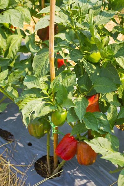 Pimientos dulces rojos y verdes que crecen en el jardín . — Foto de Stock