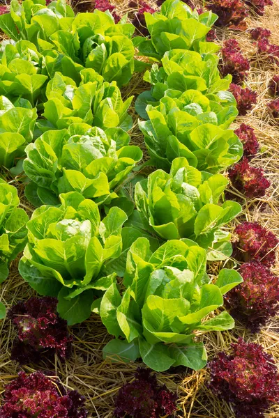 Fresh lettuce for salad. — Stock Photo, Image