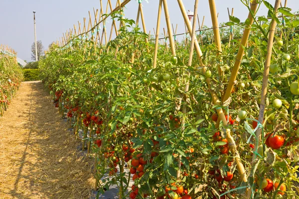 Reife rote Tomaten am Weinstock. — Stockfoto