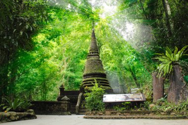 eski pagoda orman, yosun kaplı.