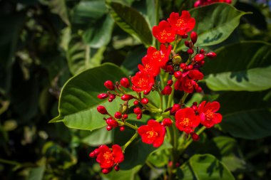 closeup aranjmani kırmızı çiçekler.