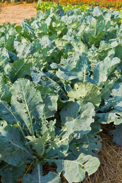 Kale in garden. — Stock Photo, Image