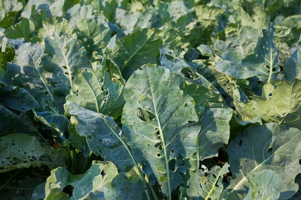 Kale in garden. — Stock Photo, Image